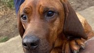 Zašto niko ne bira Simbu? Pas sa najlepšim očima i najmekšom dlakom i dalje čeka svog čoveka