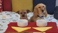 Udomljeni psi Voja i Mila sedeli za istim stolom sa svojom porodicom i proslavili Badnje veče i Božić