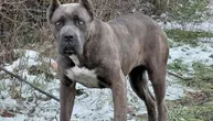 Kane korso ne mrda s mesta gde je izbačen: Uplašena ženka se smrzava i verno čeka nevernog vlasnika