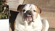 Srčani crv, teška prošlost i apel za udomljavanje: Napaćeni buldog Zoka, nečija bivša igračka