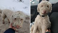 Lagoto Lola opet u zagrljaju vlasnika: Psa za kojim je tragao ceo grad pronašli DRONOVI na Novom Beogradu