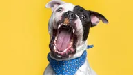 Zašto moj pas LAJE BAŠ OVAKO: Pet vrsta laveža koji otkrivaju šta ljubimac oseća, želi ili ne voli