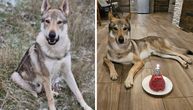 Nestao čehoslovački vučji pas Aki, vlasnik nudi nagradu 10.000 evra i apeluje: Nemojte da ga lovite!