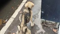 Pas kostur iz Železnika svakim danom sve više kopni, građani nemoćni da mu pomognu u borbi za život