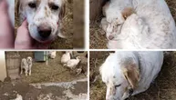 Pas na lancu, sklupčan u kokošinjcu, grudi nabrekle, štenaca nigde: Vlasnici je više ne žele