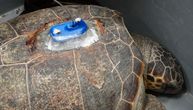 Glavata kornjača prešla 24.000 kilometara po Mediteranu