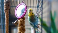 Skrivene POSLEDICE života u kavezu: Šta se dešava u glavi ptice izložene svakodnevnoj monotoniji