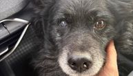 Psa udario auto, rendgen otkrio užas: Nećete verovati šta se vidi na snimcima Medenkove glave i tela
