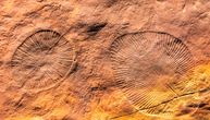 Izgledaju kao da su sa druge planete: Fosili stari 570 miliona godina otkrivaju neobične oblike života