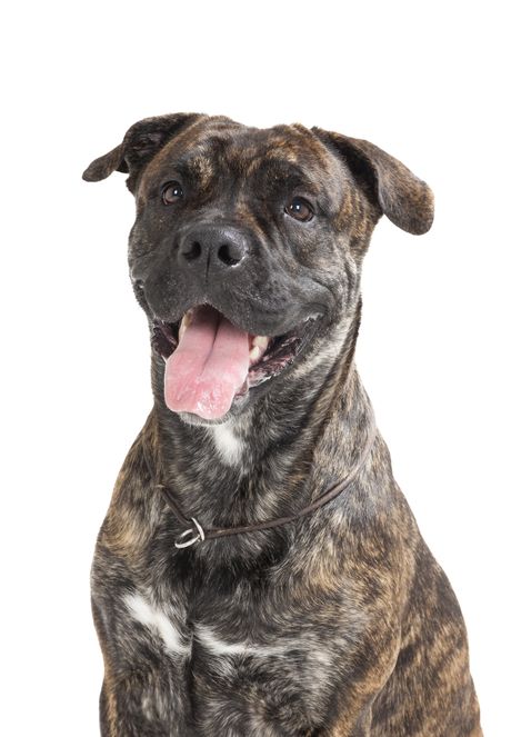 Pas ka-de-bu majorški čuvar