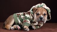 Najmanji mastif na svetu traži posebnu dresuru: KA-DE-BU istovremeno zahtevan i savršen za porodicu