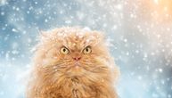 "Ja sam kućna mačka": Kuki svojim GESTOM i POGLEDOM svima objasnio šta misli o snegu