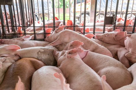 Životinje transport