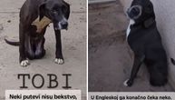 Tobi ne broji ono što je izgubio, već voli onim što mu je ostalo: Potrebna pomoć psu koji ima SAMO DVE NOGE