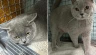 Mina i Mima postale višak vlasniku: Napuštene britanske mačke udomljavaju se uz POSEBAN USLOV