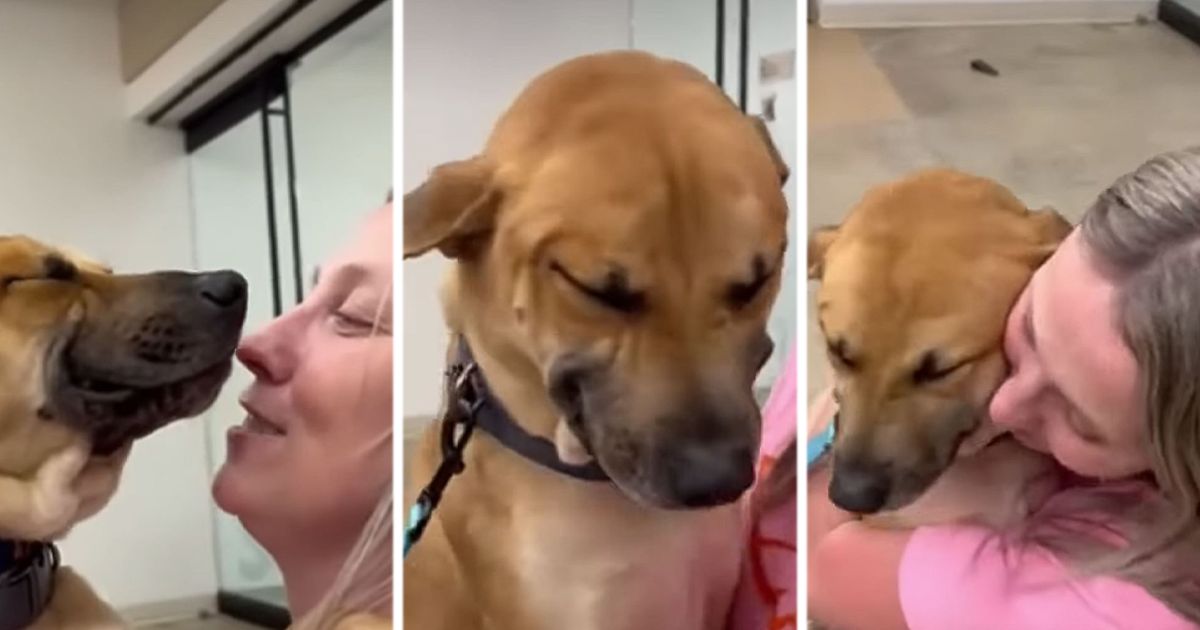 Pas Judžin iz azila ne može da skine osmeh s lica: "Znam zašto si opet došla kod mene"