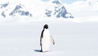 Snimak pingvina koji odlazi na "marš smrti" uzdrmao svet: Mreže dele potresni snimak iz 2007. godine