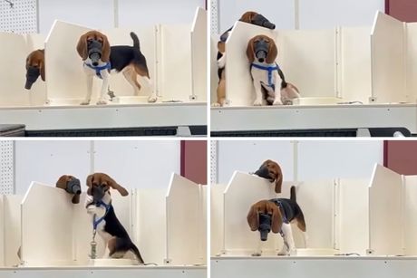 Biglovi eksperimenti