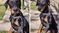 Poslušni petomesečni doberman traži iskusnog vlasnika: Dante naučio komande za jedan dan!