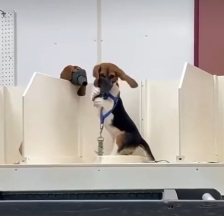 Biglovi eksperimenti