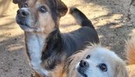 Svake noći Boki cvili pred vratima kuće u Zaječaru: Traži se udomitelj, psi posle smrti vlasnice ostali sami