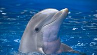 Zašto delfin Mimo ne želi da napusti Veneciju: Misterija usamljenika ispod Trga Svetog Marka