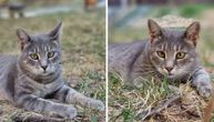 Da li ćete spasiti Dugmence Zriki? Mački iz Kragujevca hitno potreban dom, jer ne zna da se brani na ulici