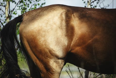 Metalni sjaj dlake konja