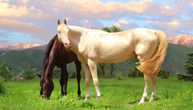 Šta znači kad konj ima šaru HIMERE, "UJED BUVE" ili je ROAN: Vodič kroz NAJREĐE BOJE i uzorke dlake