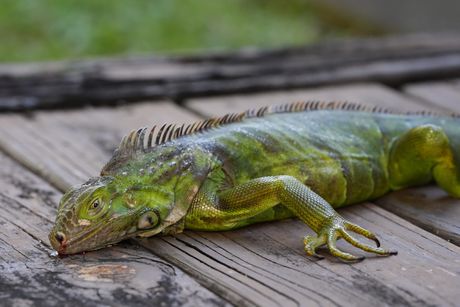 Florida zima led hladno vreme iguane