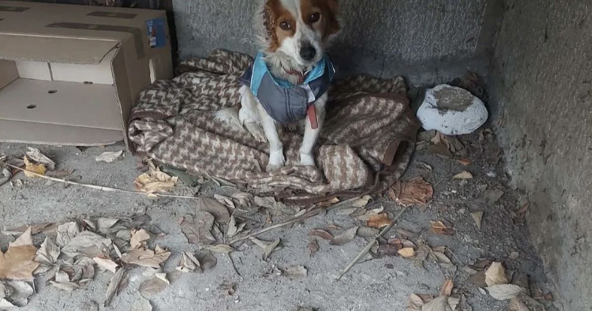 Užas u Zemunu: Napušteni mali pas sa otkinutim uvetom i delom lica dočekao jutro ispod jedne terase