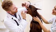 Vaš pas izbegava da žvaće i cvili na dodir lica: Ako imate dobermana ili labradora, pravo kod veterinara!