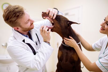 Pas i veterinar