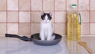 Vlasnici pronašli "pečene" granule na šporetu: Gladni mačak pokušao da se snađe u kuhinji i OVO uradio