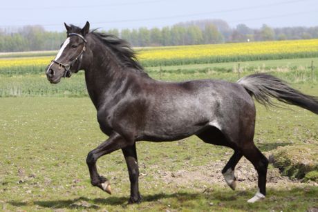 Rabikano boja kod konja