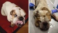 Engleski buldog mršav kao kostur spasen sa ulice: Zahvalna Ljubica bori se za zdravlje, ljubav i novi dom