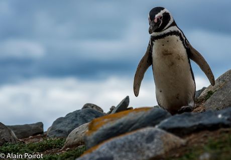 Magelanov pingvin