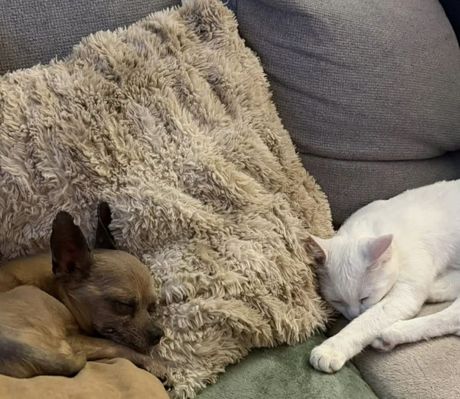 Mačka Zoe udomljavanje