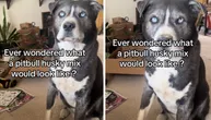 Ovaj pas zove se Indi i pripada rasi PITSKI: Njegovo poreklo "drma" internet, znate li ko su mu roditelji?