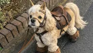 Koker španijel Mugi postao pravi hit: Savršeni kostim ovog malog psa prevario milione ljudi na internetu
