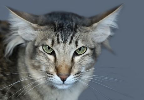 Orijentalna dugodlaka mačka