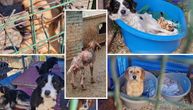 Azili za pse u Srbiji pred pucanjem: Da li će vanredna inspekcija u Kruševcu doneti dugo očekivane promene