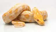 Može li se pronaći vlasnik za ljubimca dugačkog 4 METRA: Albino piton traži novi dom uz posebne uslove
