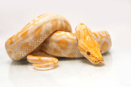 Albino burmanski piton