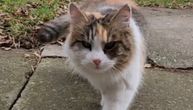 Šumska vila iz Belegiša: Lepa, zdrava i nepredvidiva mačka traži vlasnika s posebnom harizmom