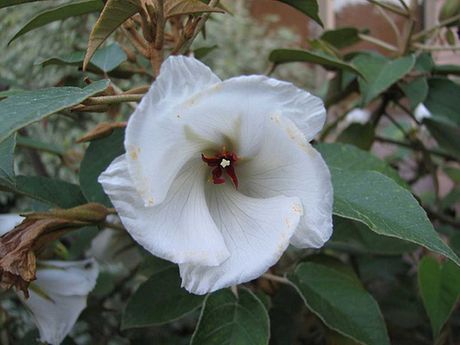 Trochetiopsis ebenus, Saint Helena ebony