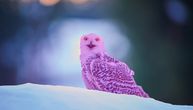 Prvi put u istoriji viđena i fotografisana ROZE KREMSIKL: Misteriozna snežna sova zapanjila svet