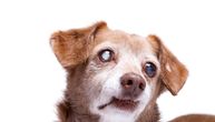 Kako prepoznati PRVE ZNAKE SLEPILA kod psa: Jedan je najčešći, ima veze sa NAMEŠTAJEM