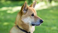 Izraelski ovčar nije pas za svakoga: Šta morate znati o kanaanskom psu pre nego što ga dovedete u dom