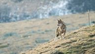 Pronađen mrtav vuk Anko iz okoline Rima: Bio je vođa čopora